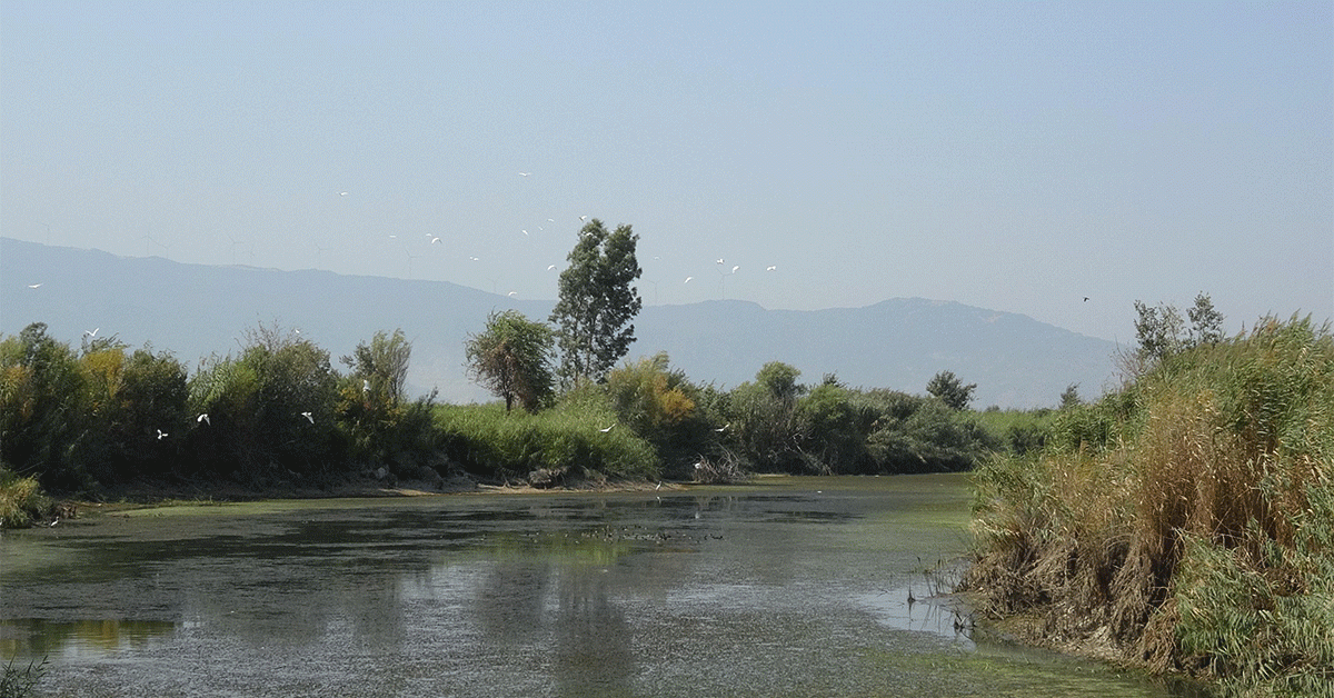 KURAKLIK BALIK ÖLÜMLERİNE NEDEN OLUYOR