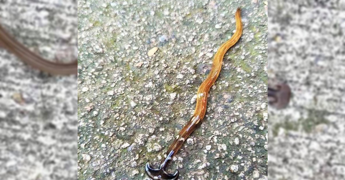 Gittikçe yaygınlaşıyor