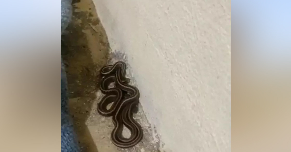 Yılanlar ortaya çıktı