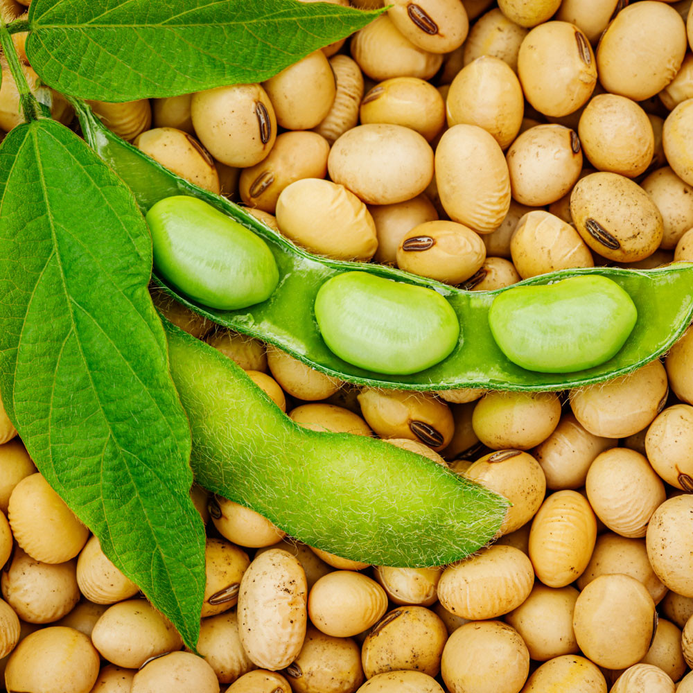 Soya Bazlı Ürün Tüketmek