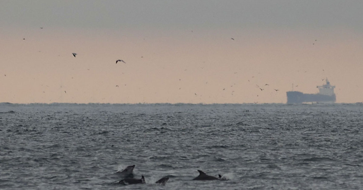 Yunuslar nasıl duyar ve konuşur?