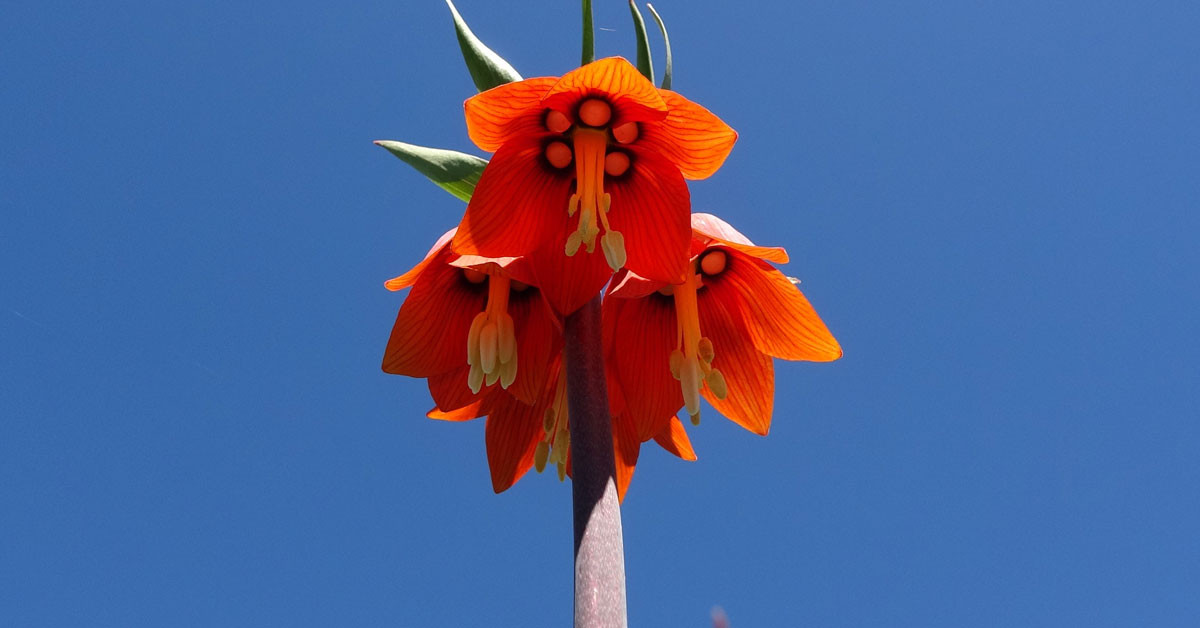 Ters laleler ne zaman çiçek açarlar?