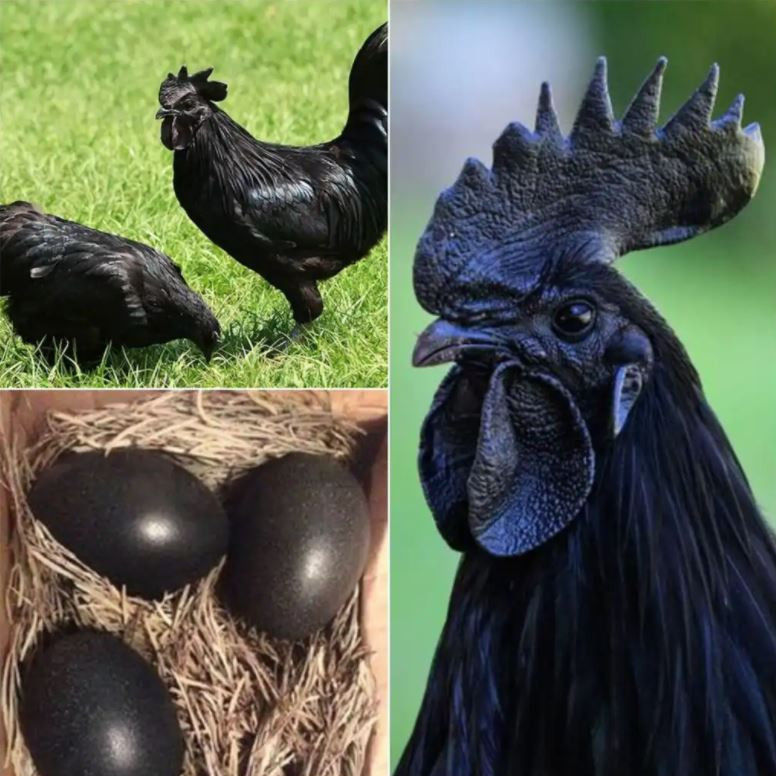 AYAM CEMANİ YUMURTASININ FAYDALARI