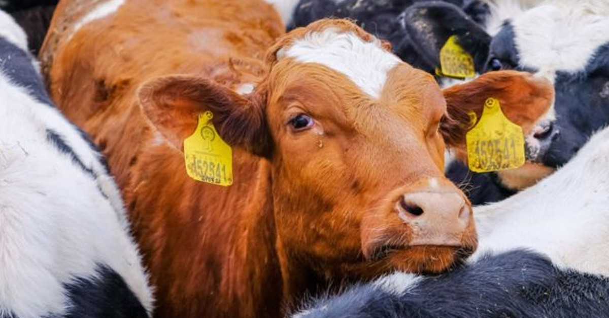 Ankara kurbanlık fiyatları