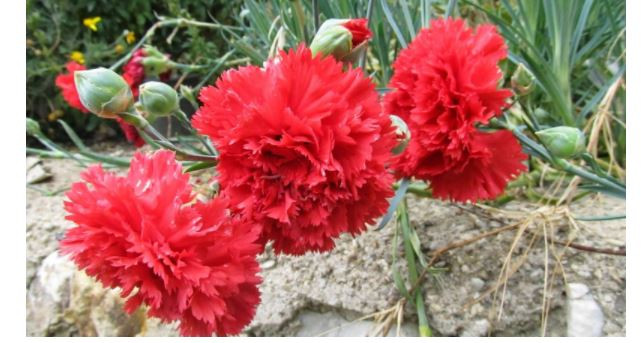 Karanfil ve Karanfil Yağı