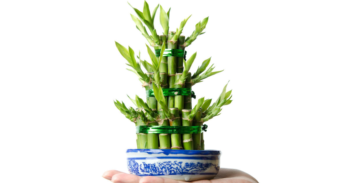 BAMBU NASIL ÇOĞALTILIR?