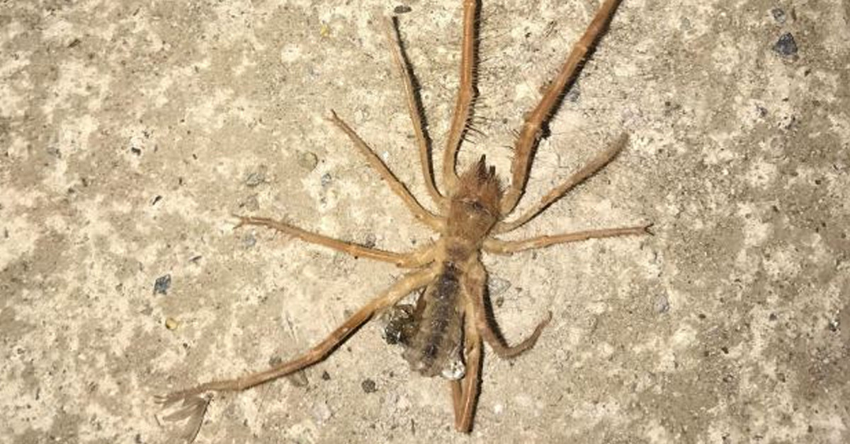 Isırıldıktan sonraki belirtiler