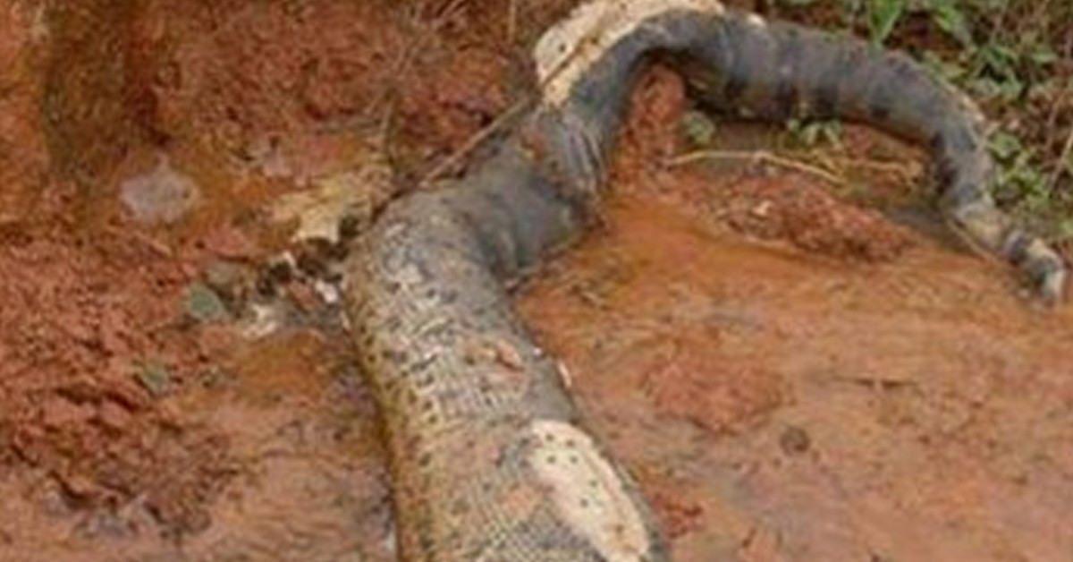 Yuvası dağılmış olabilir