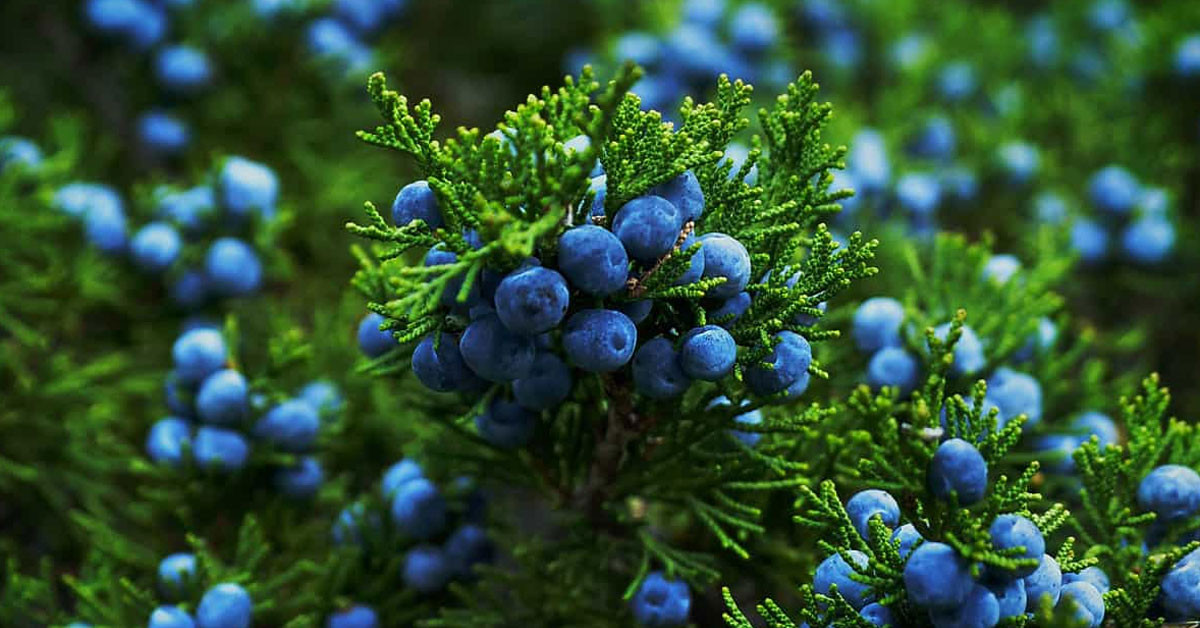 Ardıç yağını kimler kullanamaz?