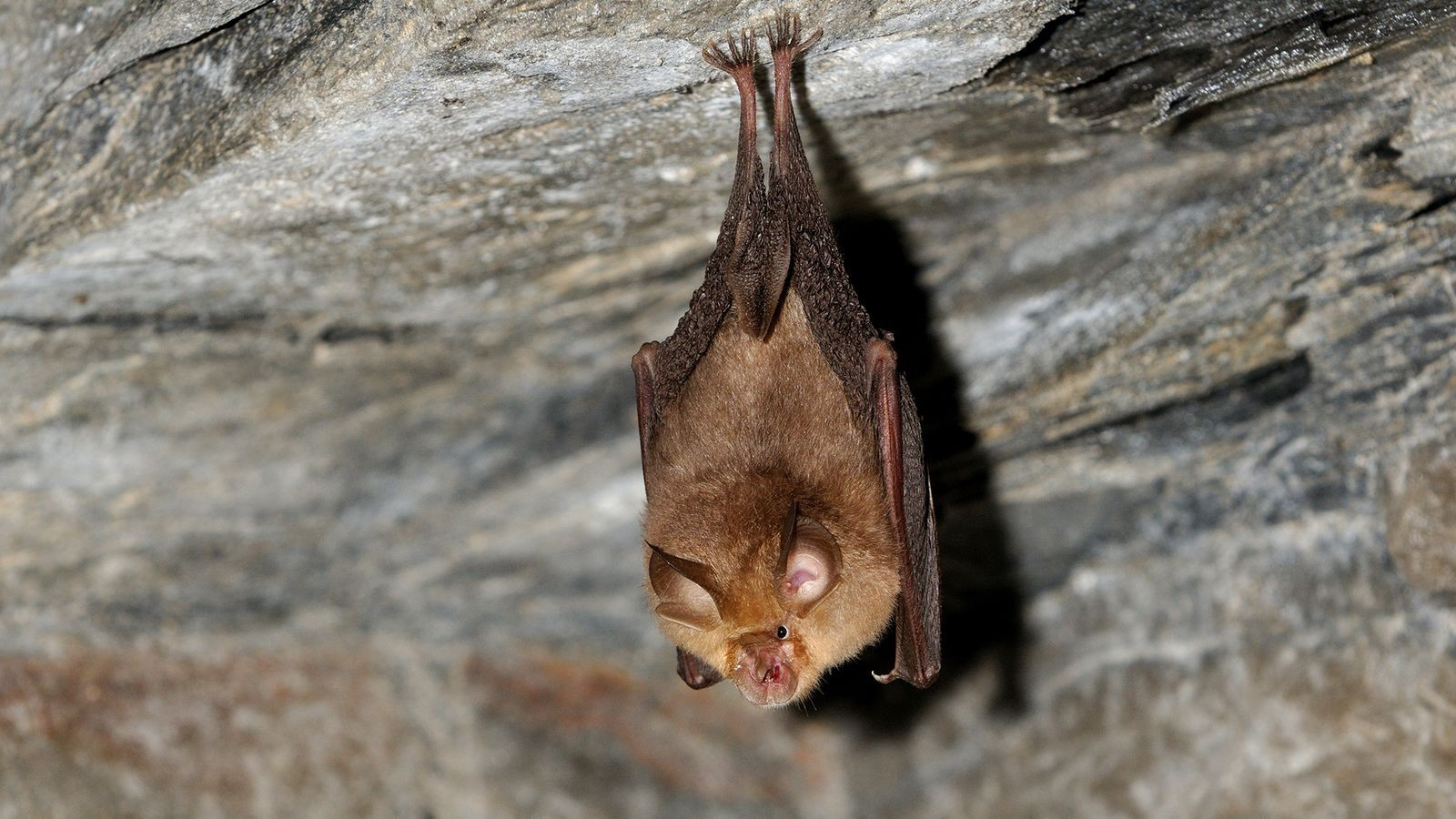 Yarasa Antikorları Kovid-19’u Etkisiz Hale Getirdi