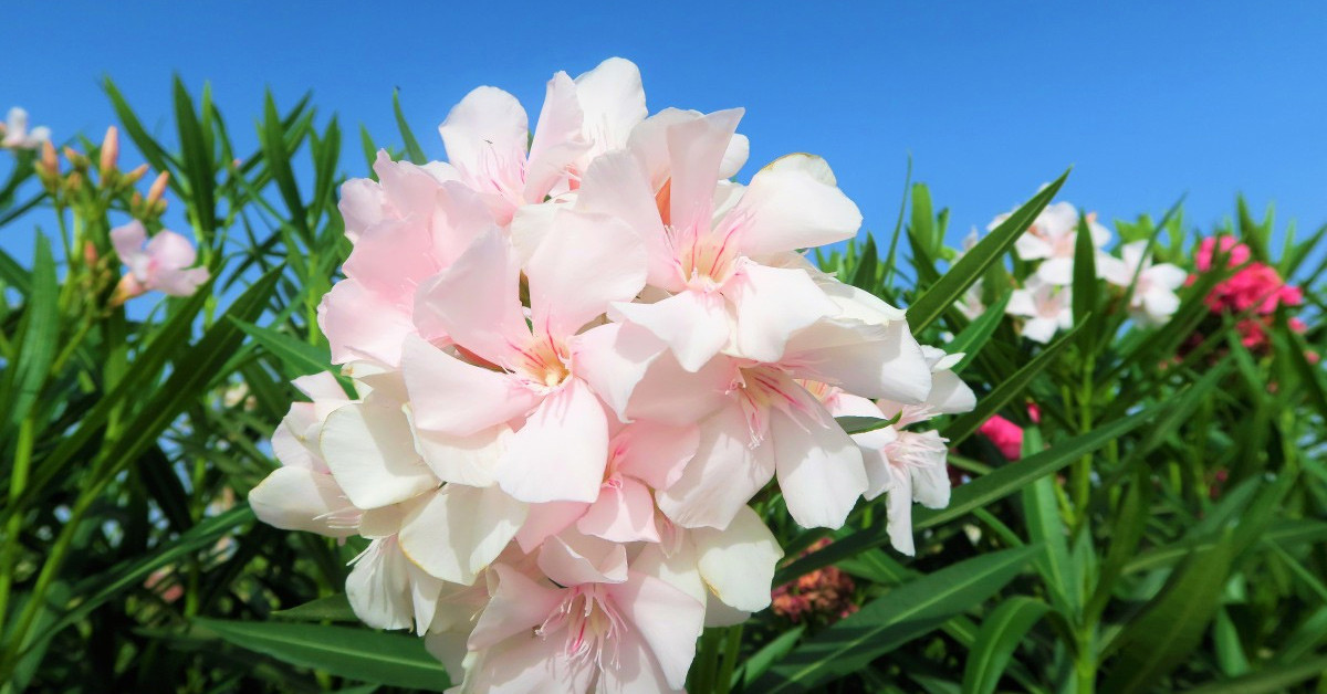 ZAKKUM ÇİÇEĞİ NASIL ÇOĞALTILIR?