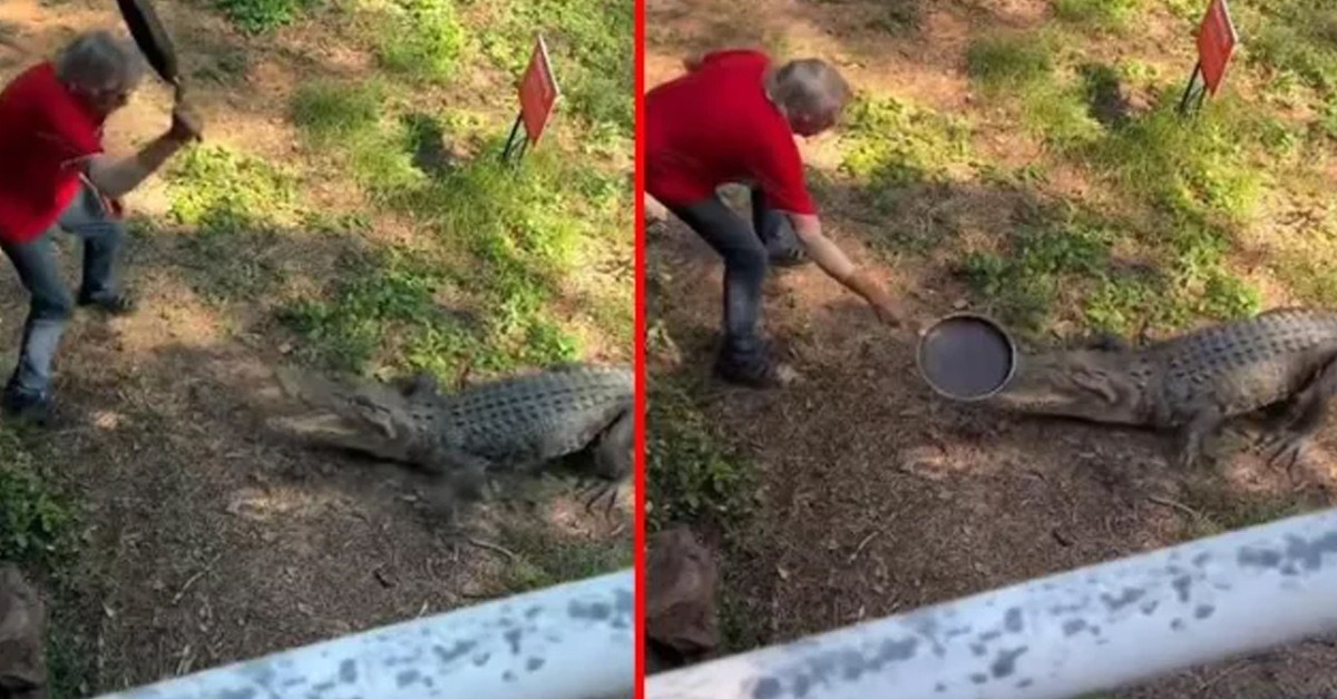 Elindeki tavayla timsaha koştu