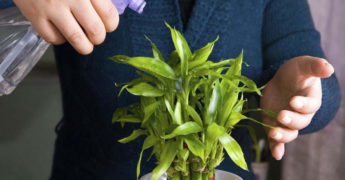 BAMBU TOPRAKTA NASIL YETİŞTİRİLİR?