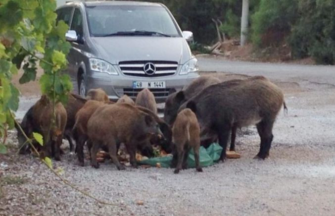 'HAYVANLAR AÇLIKTAN GELİYOR'