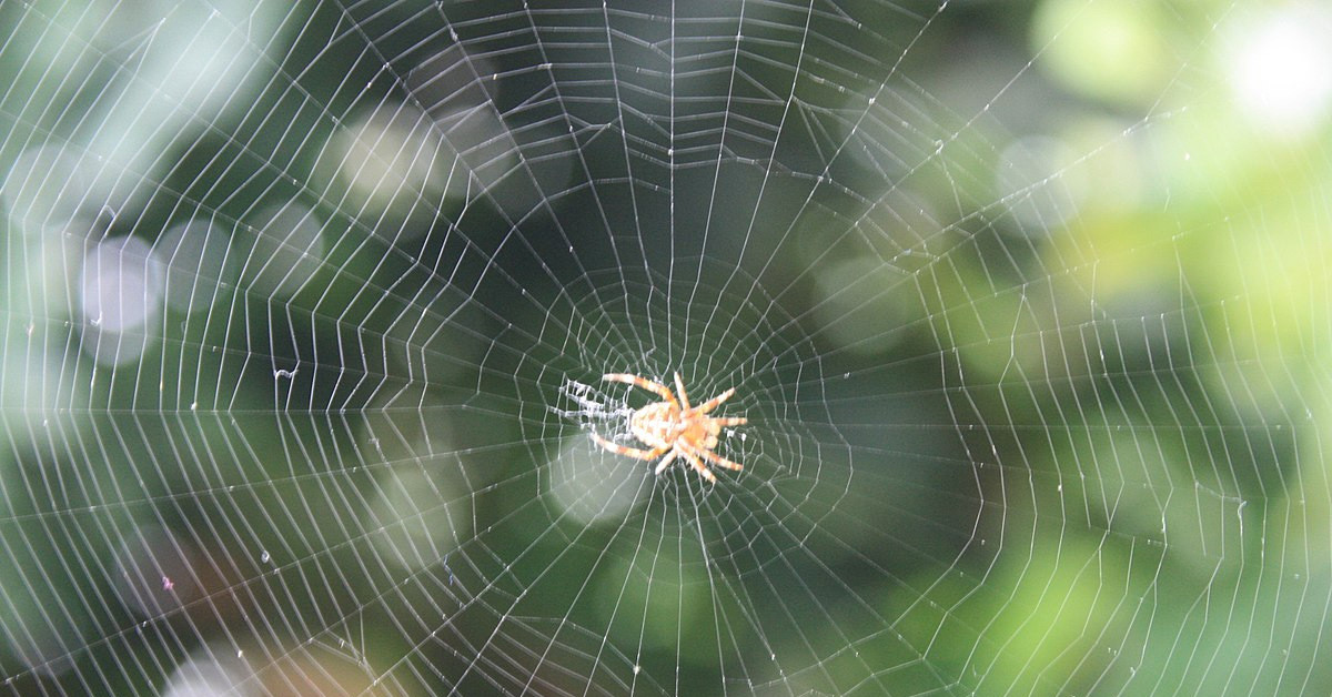 Evde örümcek ağı bırakmak