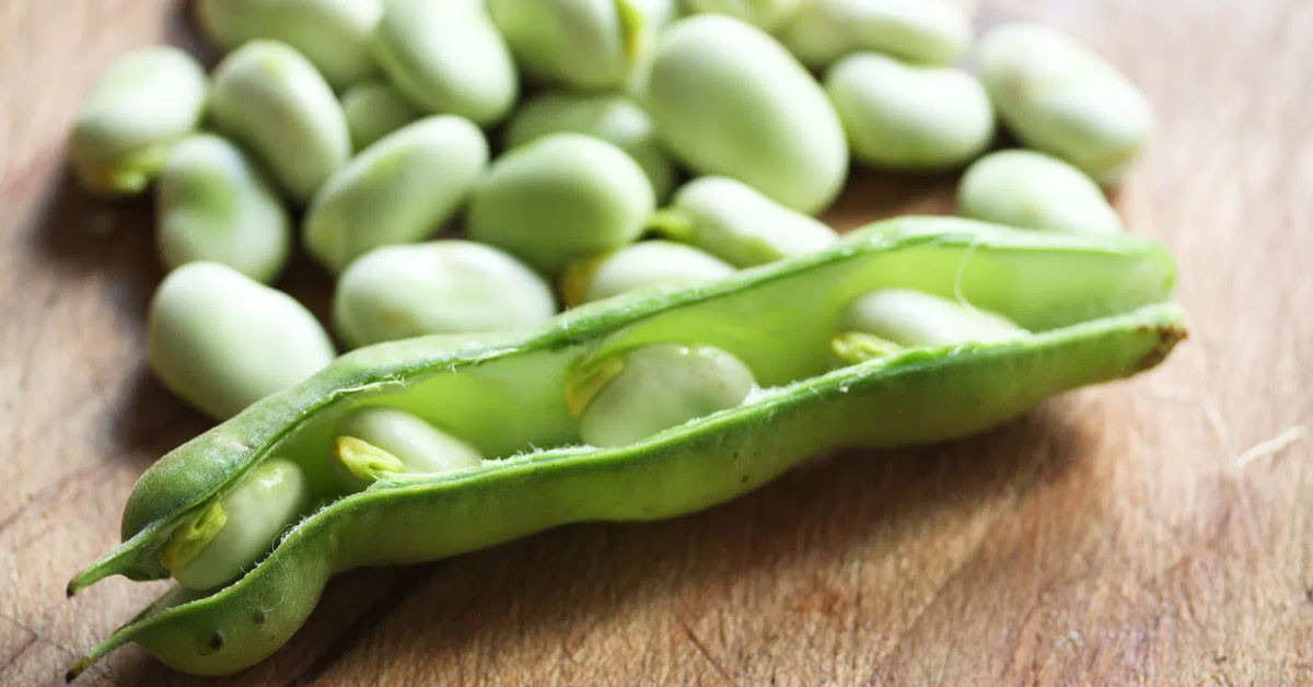 TAZE BAKLA YEMEĞİ NASIL YAPILIR?