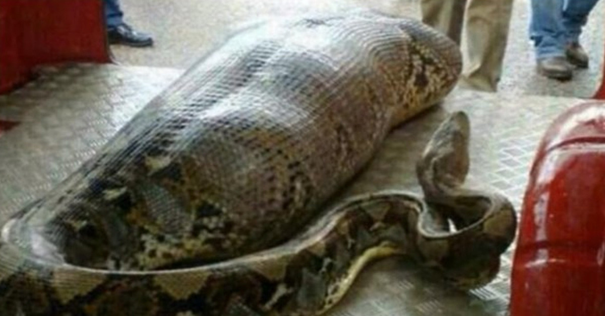 Görenler şaştı kaldı