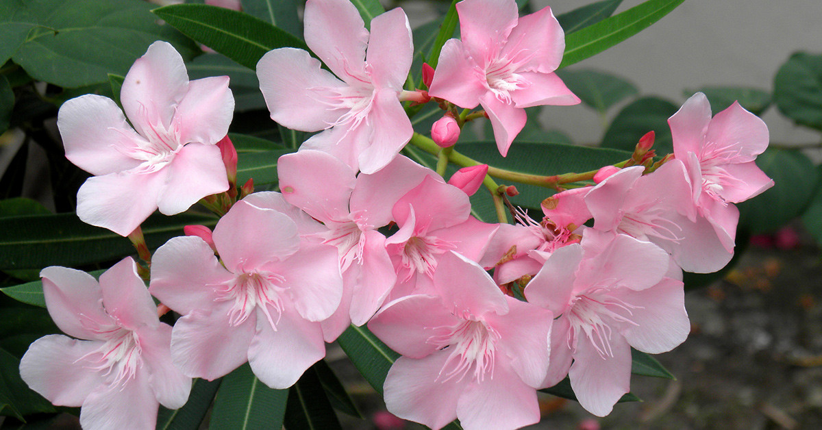BAKIMI NASIL YAPILIR?