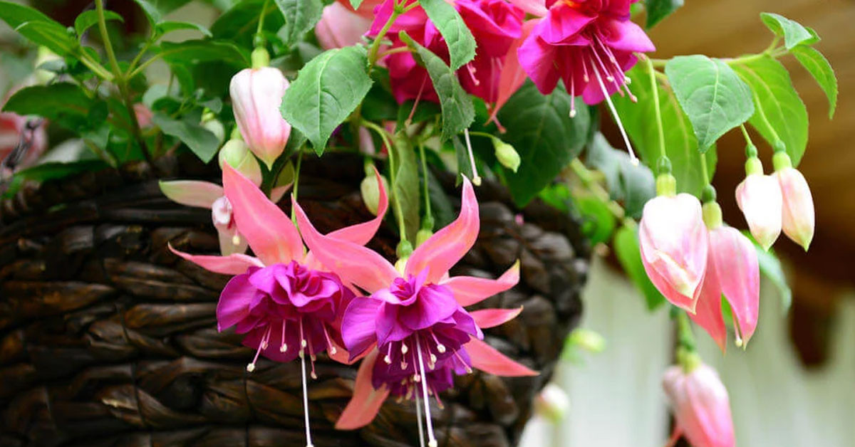 KÜPE ÇİÇEĞİ BAKIMI İLE İLGİLİ PÜF NOKTALAR