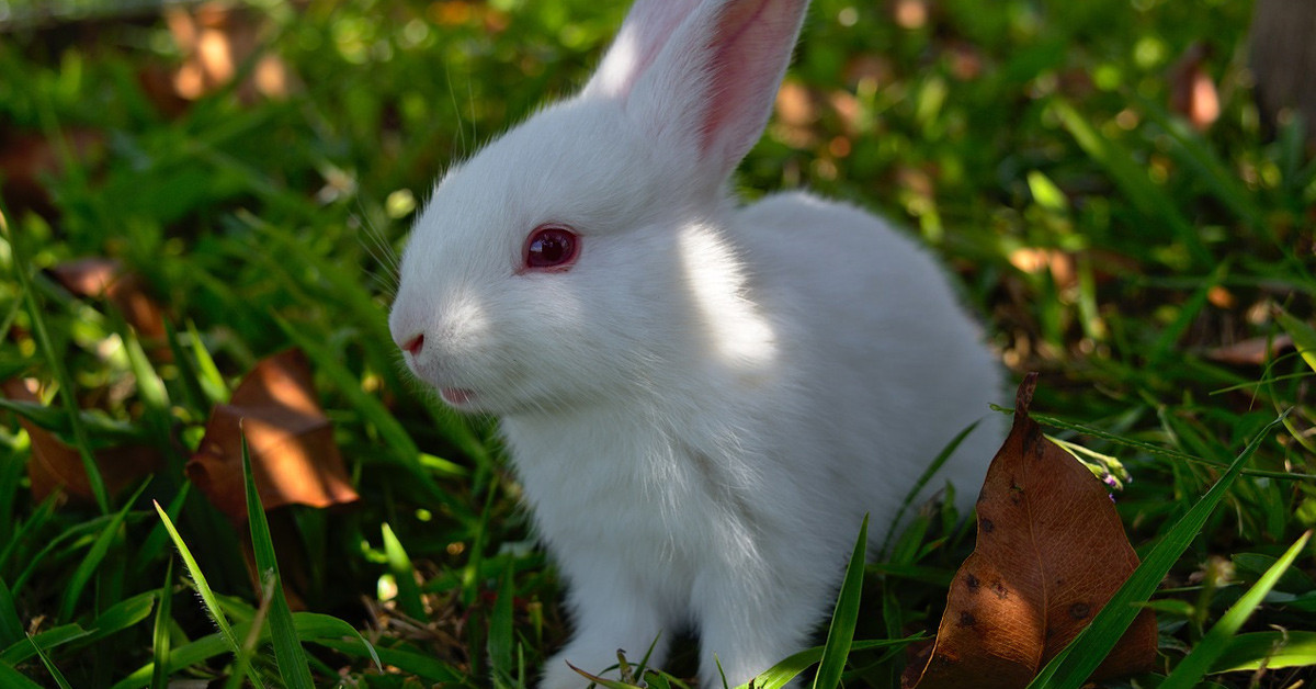 Tavşan eti yenmiyor
