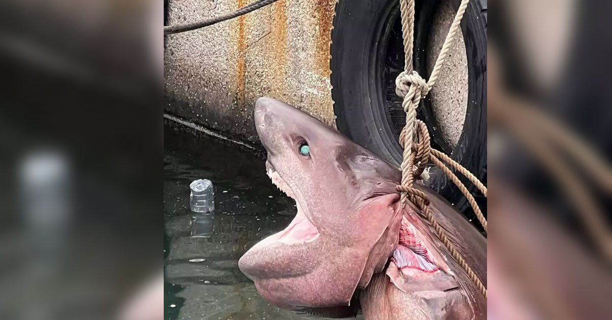 Camgöz Köpek Balığı'nı Görenler Hayrete Düştü!