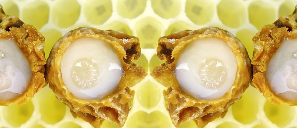 ‘Arı Sütü Ömre Ömür, Cana Can Katar’