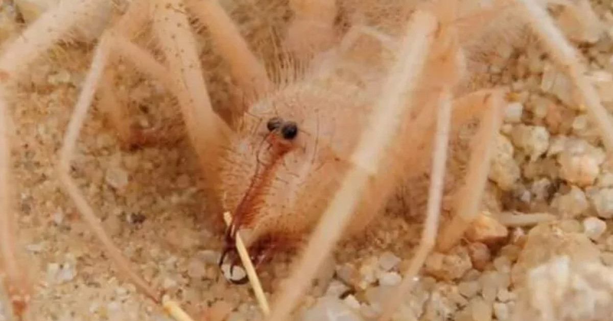 Sarıkız örümceği