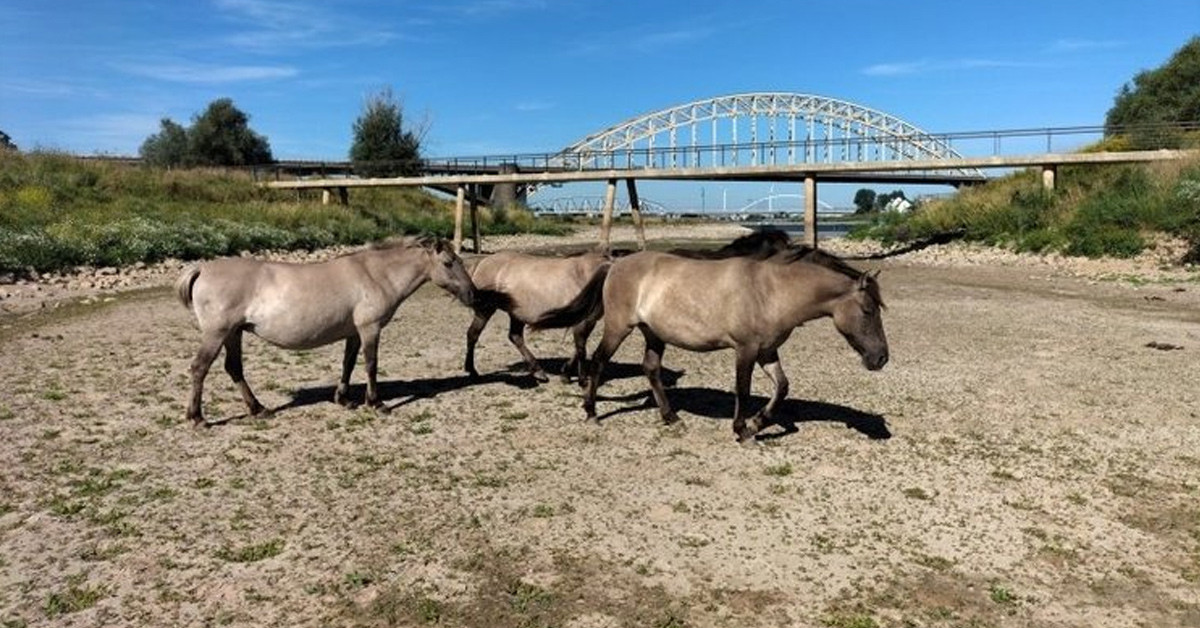 Orman yangınlarına yol açıyor