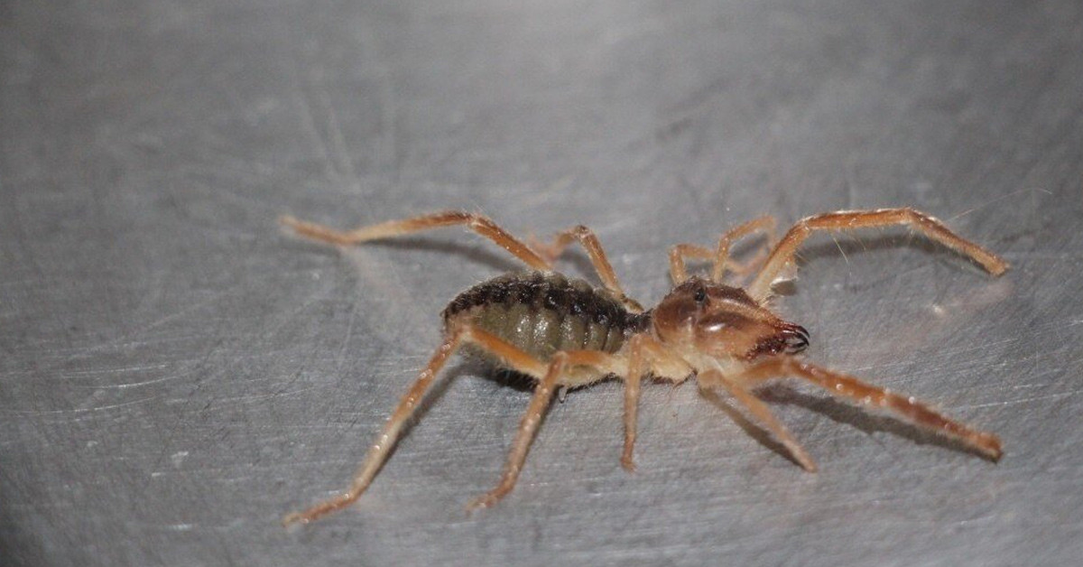 Korkunç görüntüsü