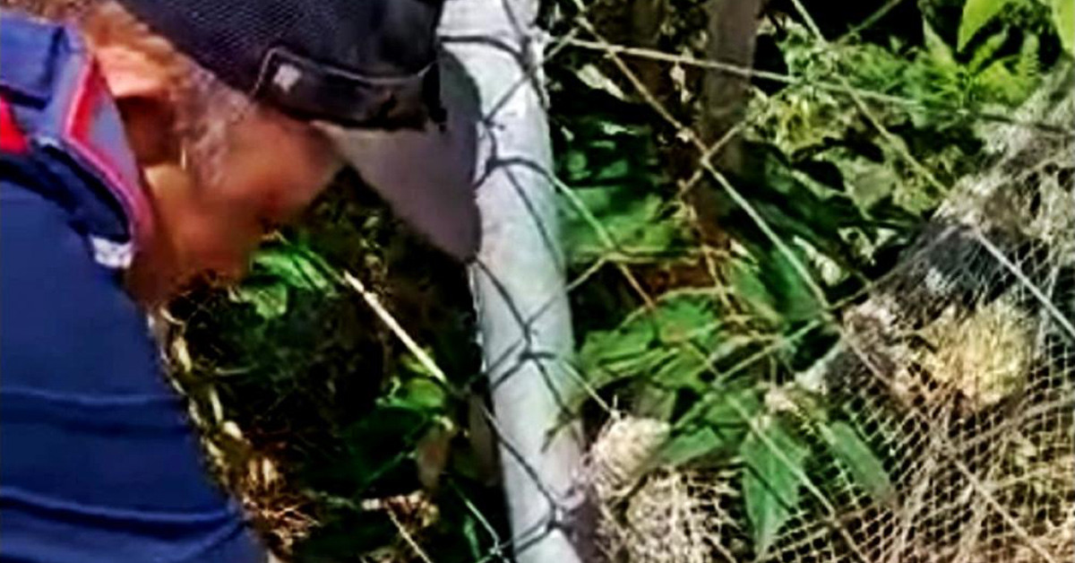 Yılan tel örgüye sıkıştı