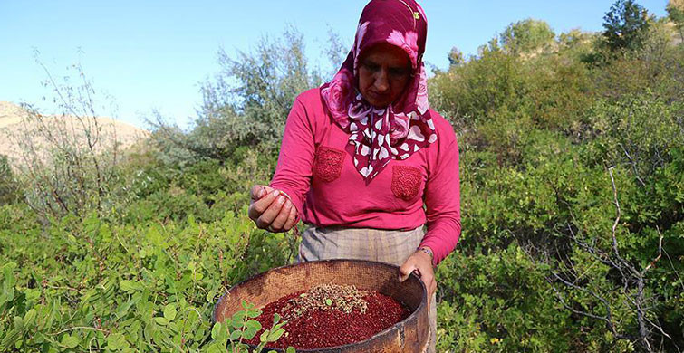  Toksit Maddelerin Atılmasına Yardımcı Oluyor: 