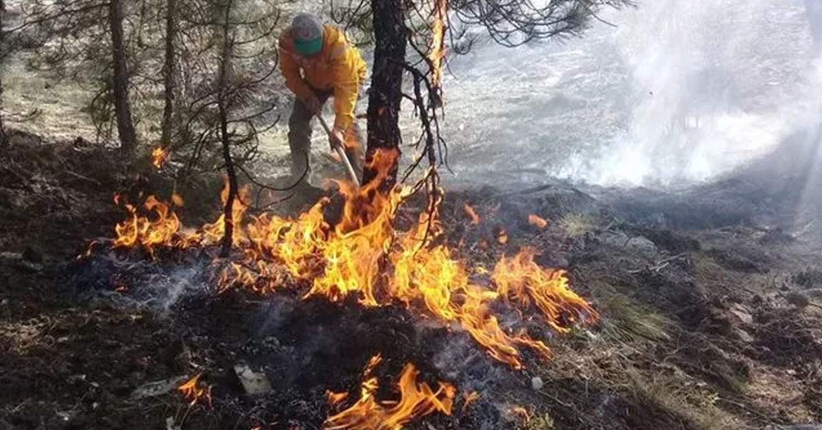 Çevre ve Arı Koruma Derneği Başkanı'nın açıklaması