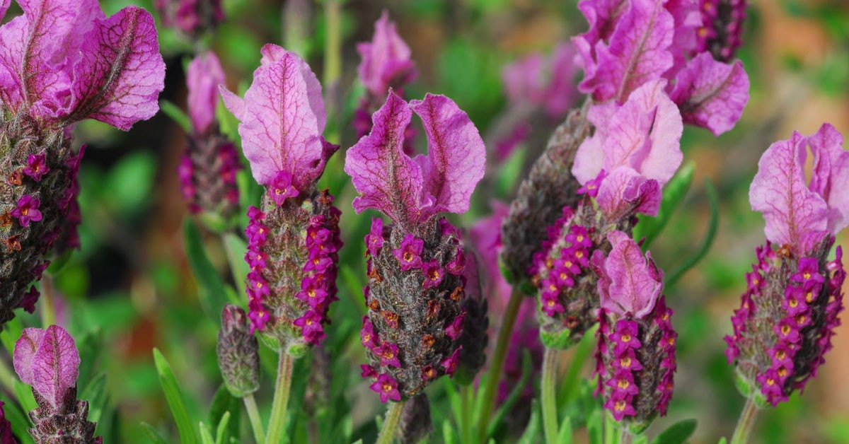 Karabaş otu reçeli tarifi