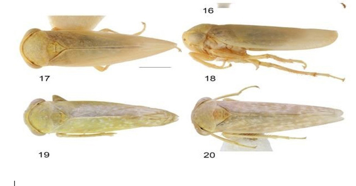 Hastalık taşıyorlar