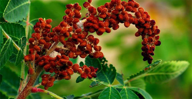  İltihaplara Karşı Koruyor: