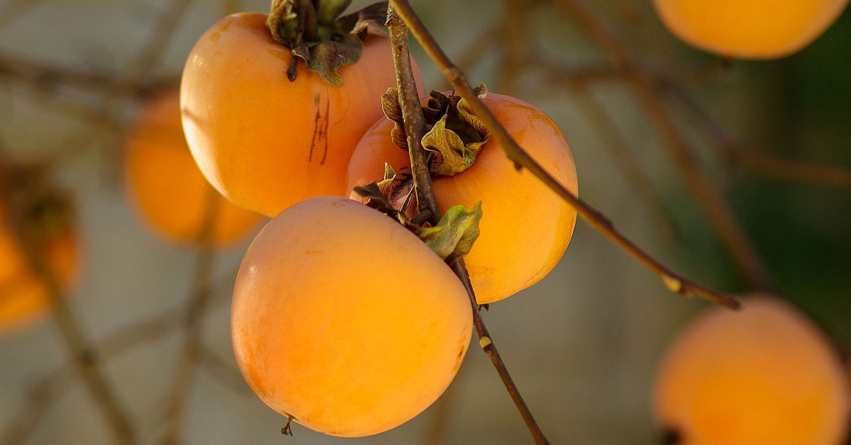 Gastrit için doğal bir ilaç!