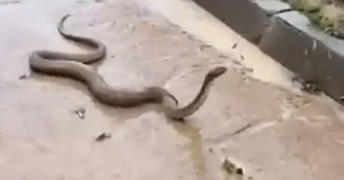 Sel sonrası yılan görüldü