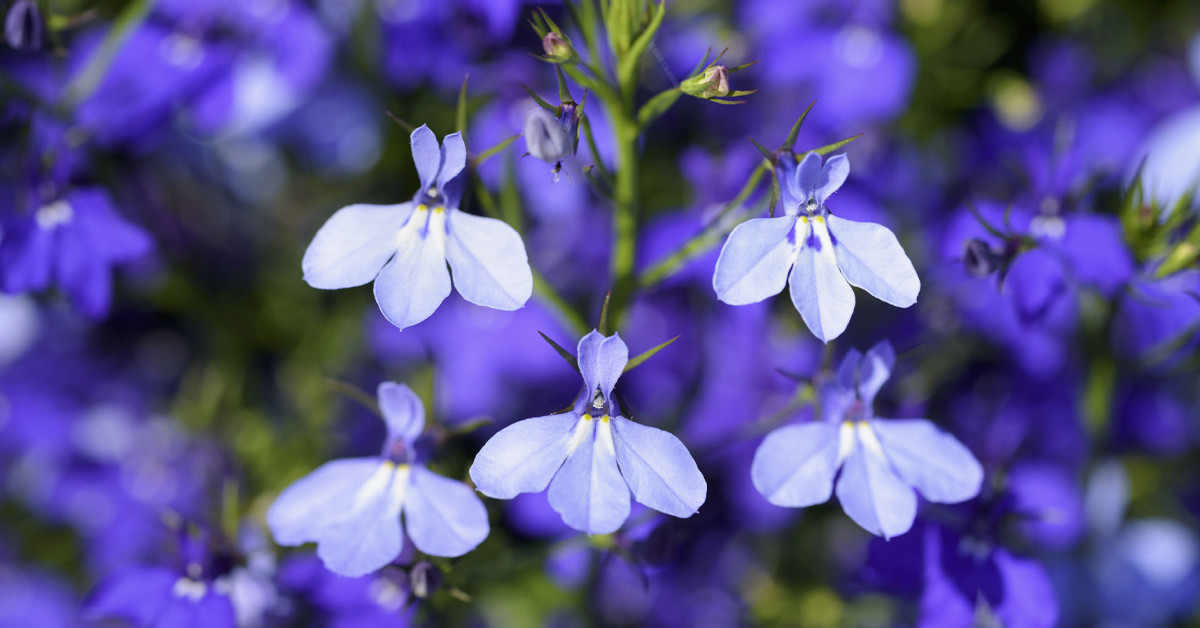 Lobelia lobelia
