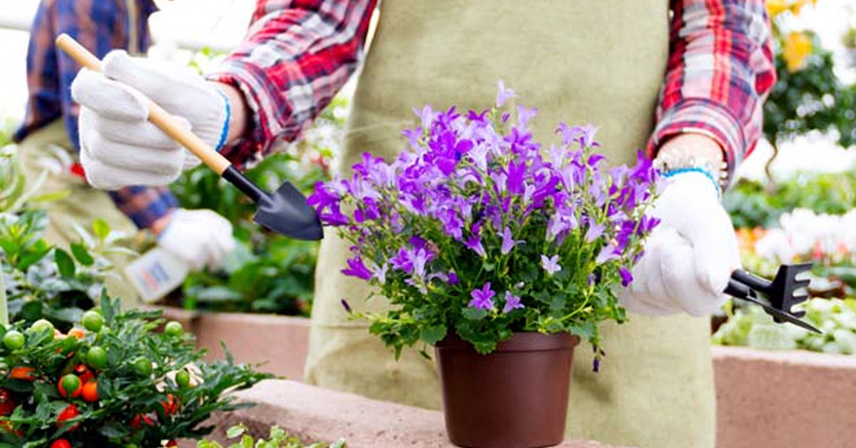 Büyümeyi ve gelişmeyi hızlandırır