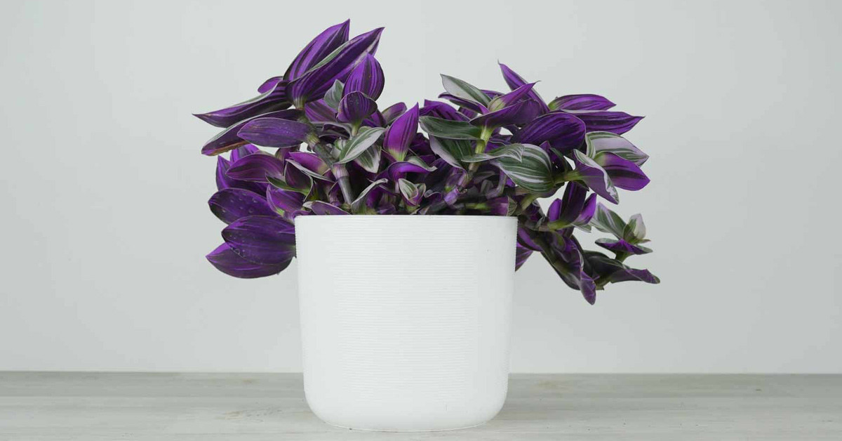 TELGRAF ÇİÇEĞİ BAKIMI NASIL OLMALI?