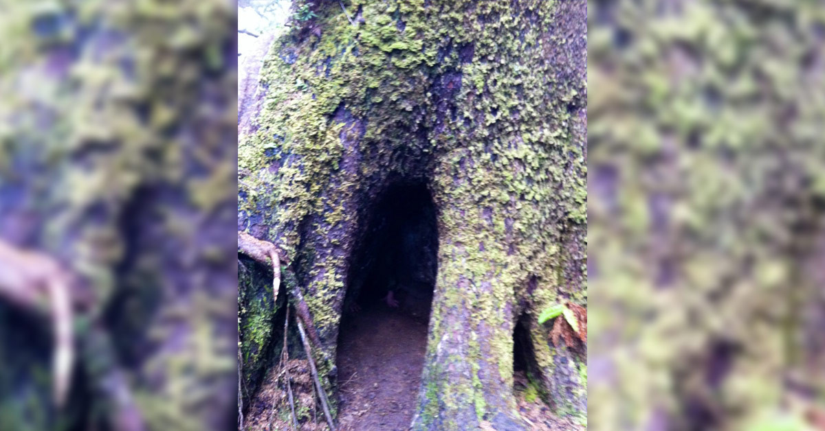 Hayalet dağcı (Kanada)