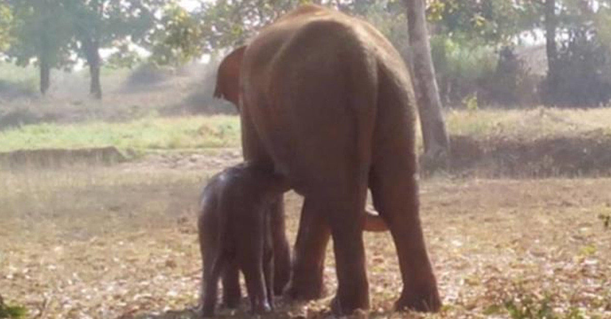 Yavrusunu kurtarmak istedi