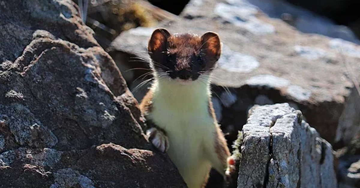 GELİNCİK TESTİSLERİ