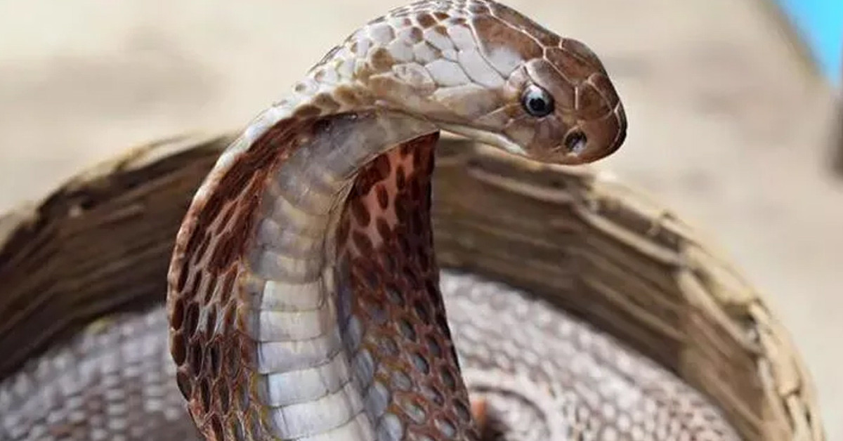 Türkiye'de rastlanmıyor