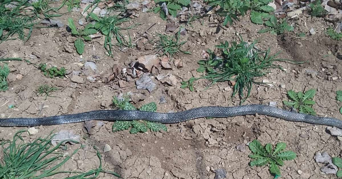 Ülkede gittikçe artıyor