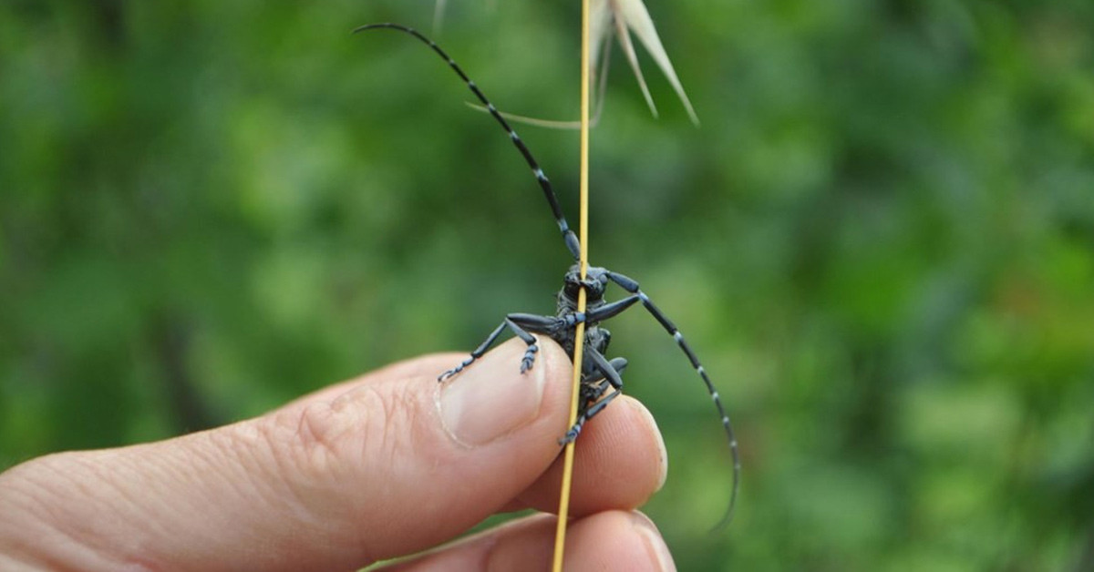 Süs bitkilerinden geliyor