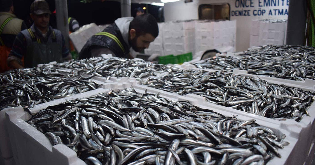 JEL BUZLA MUHAFAZA EDEREK SEVKİYATA HAZIRLIYORUZ