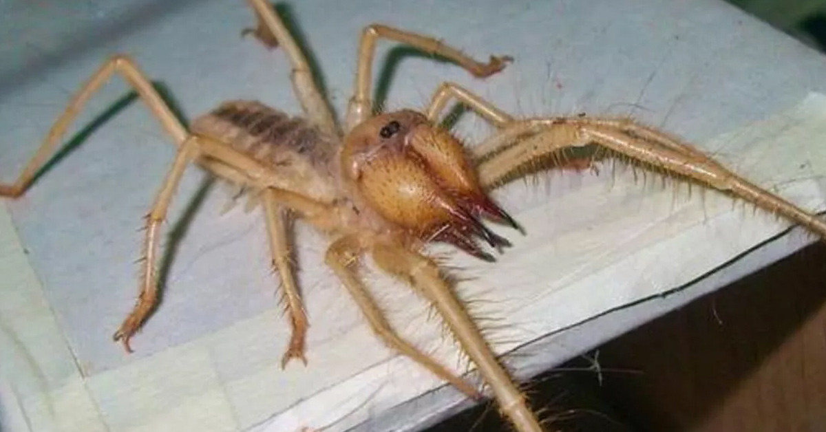 Duyu organları ve avlanma