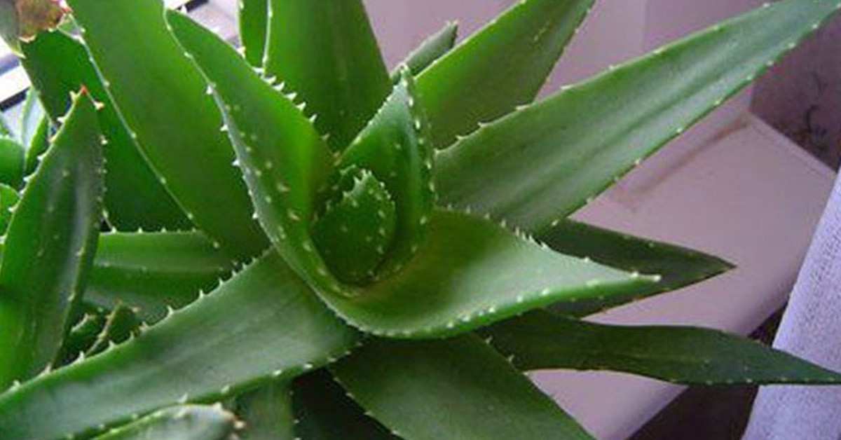 Aloe vera