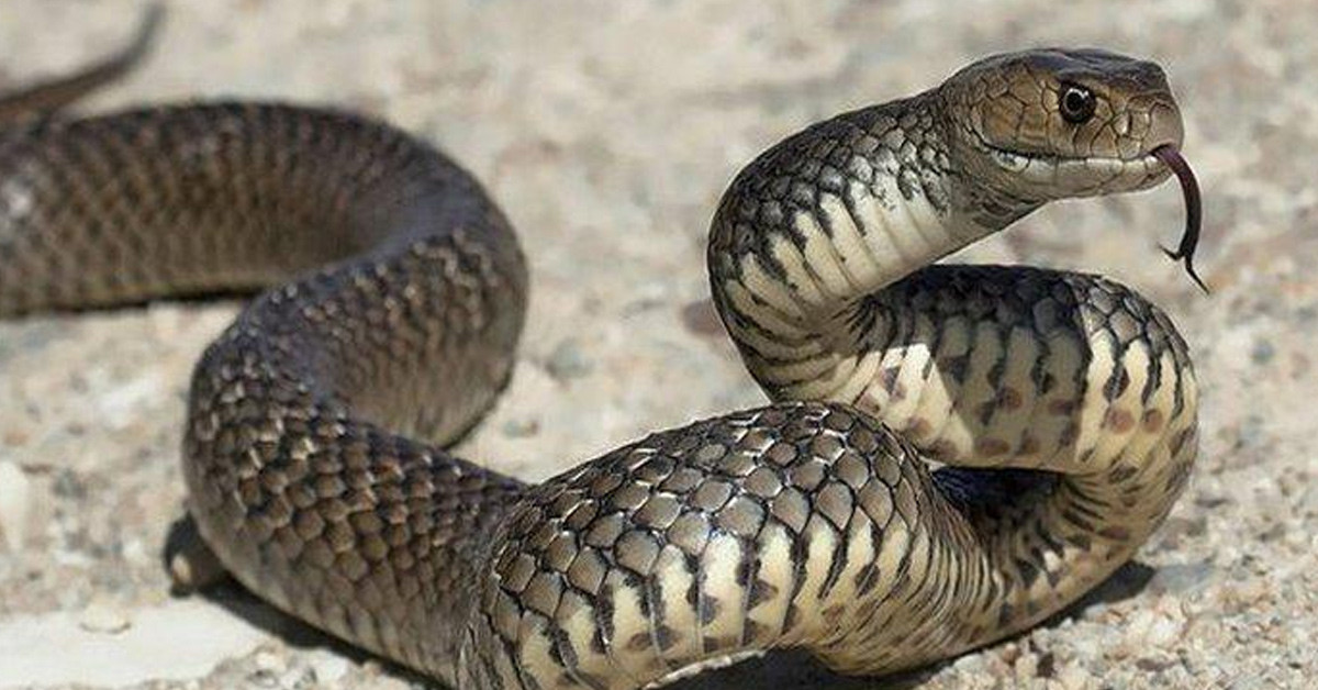 Yılan uzmanına bildirilmeli